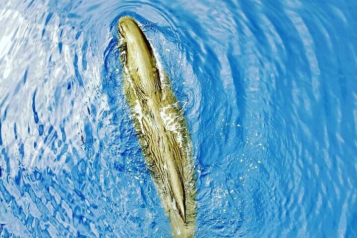 Ethical Dolphin & Whale Watching in Mauritius — Private Early-Morning Boat Tour photo 4