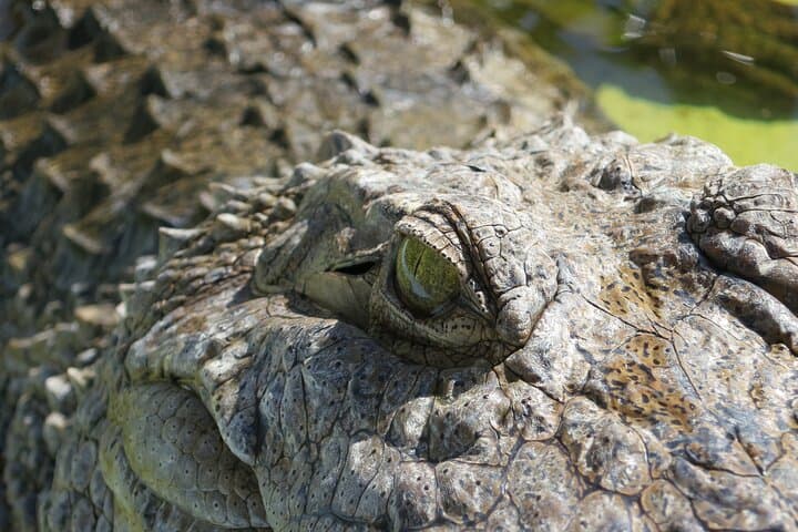 Miami & Everglades Combo: Airboat Thrills and Biscayne Bay Catamaran Cruise photo 6