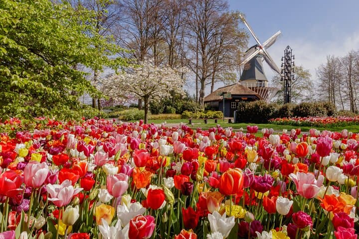 Keukenhof Gardens and Illuminated Flower Parade Tour from Amsterdam photo 2