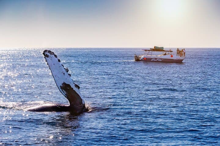 Cabo San Lucas Arch Catamaran: Bay Trip to El Arco, Sea Lions & Whales photo 3