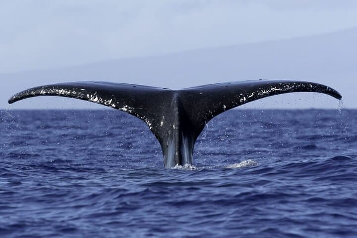 Kona Private Charter: Custom 5-Hour Snorkel, Fishing & Whale-Watching photo 4