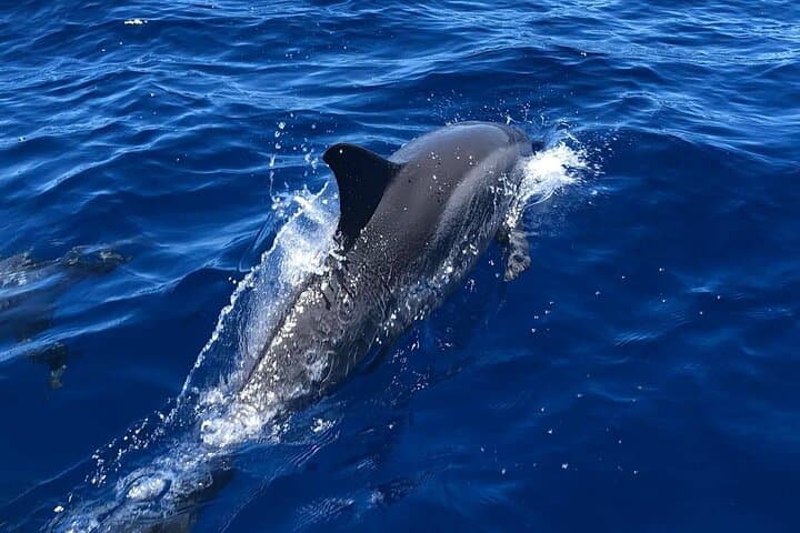 Kona Private Charter: Custom 5-Hour Snorkel, Fishing & Whale-Watching photo 5