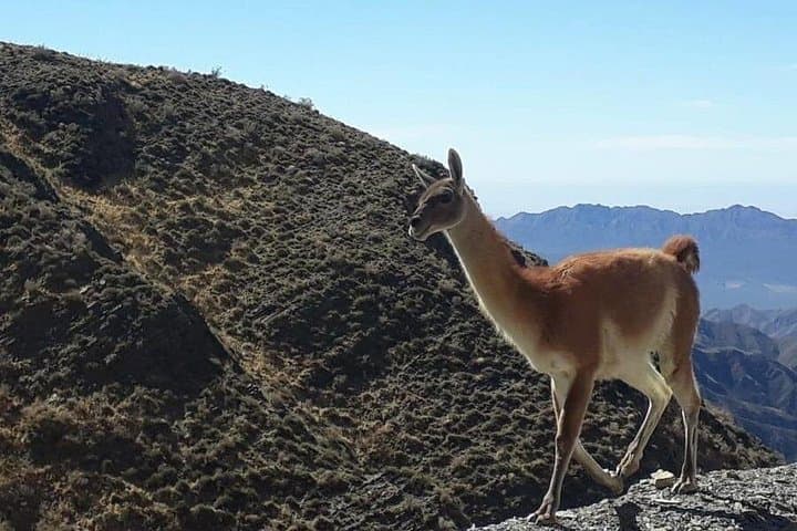 Villavicencio Natural Reserve Half-Day Tour from Mendoza photo 5