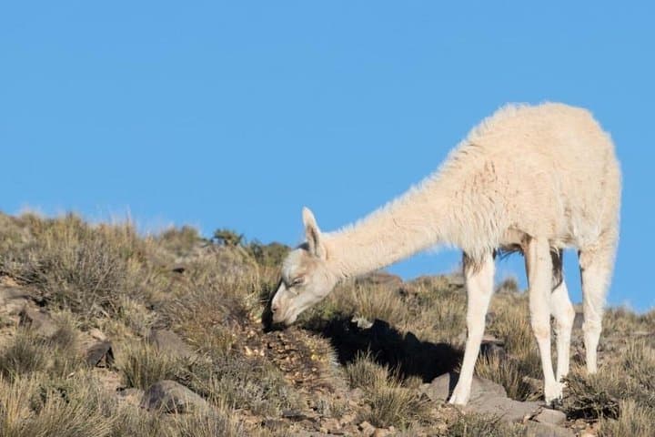 Villavicencio Natural Reserve Half-Day Tour from Mendoza photo 2