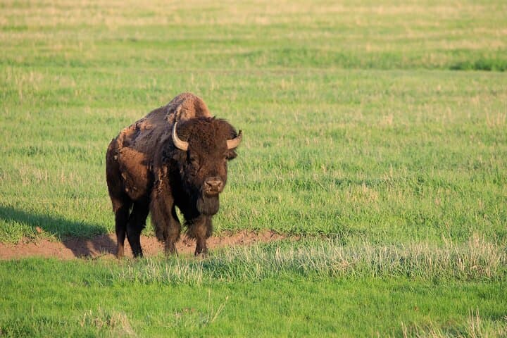 Yellowstone Full-Day Safari from Cody: Old Faithful, Grand Canyon & Wildlife Highlights photo 3