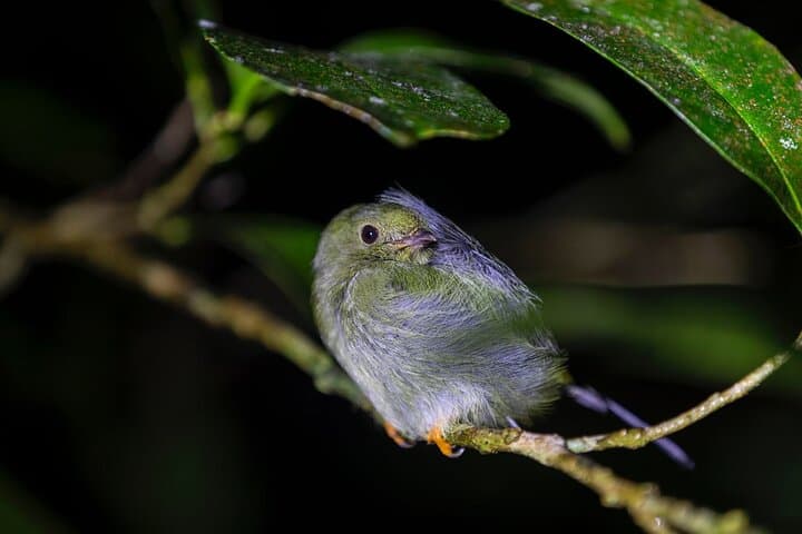 Monteverde Sunset and Night Walk at Woodpecker Conservation Preserve photo 3
