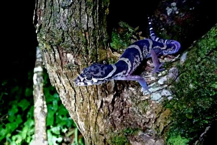 Monteverde Sunset and Night Walk at Woodpecker Conservation Preserve photo 5