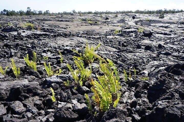 Explore Big Island’s Fiery Heart: A Complete Volcano Day Tour from Honolulu photo 6