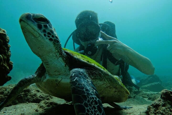 Full-Day Diving & Snorkeling from Abu Dhabi to Fujairah — Coral Reefs and Beach BBQ photo 6