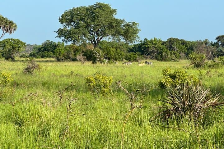 Saadani Day Safari from Zanzibar: Coastal Game Drive & Wami River Boat Cruise photo 4