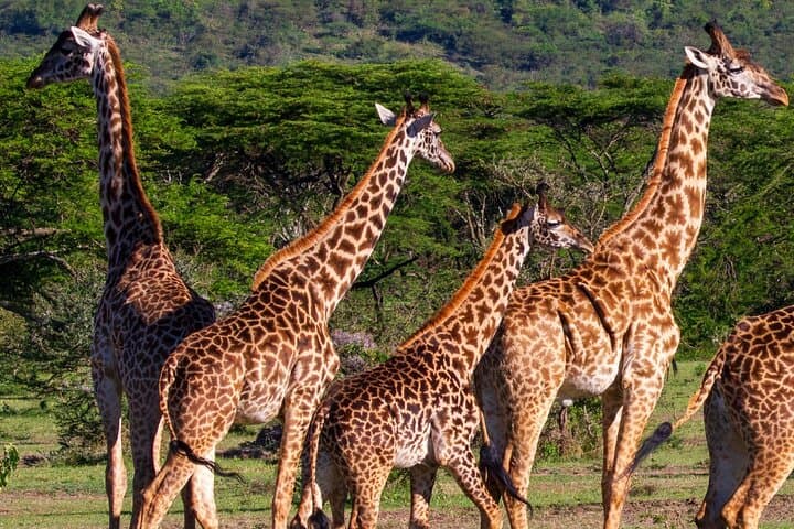 Saadani Day Safari from Zanzibar: Coastal Game Drive & Wami River Boat Cruise