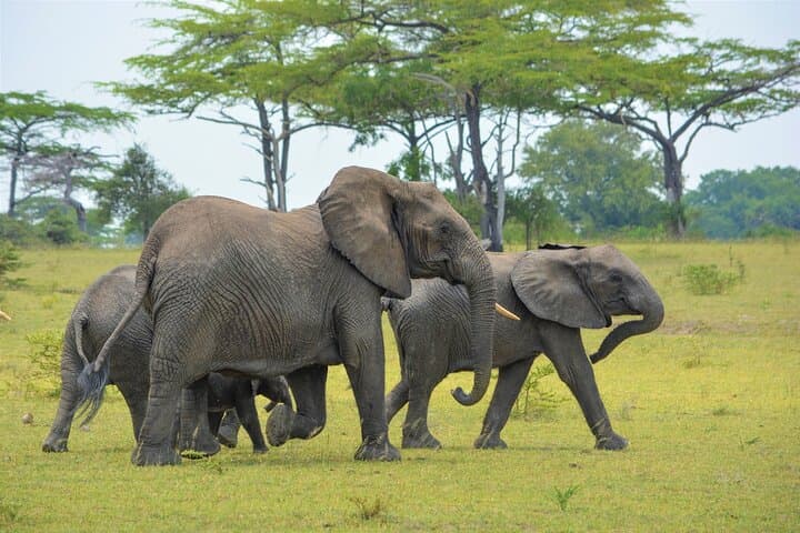 Saadani Day Safari from Zanzibar: Coastal Game Drive & Wami River Boat Cruise photo 2