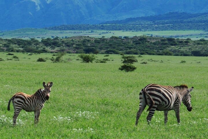 Saadani Day Safari from Zanzibar: Coastal Game Drive & Wami River Boat Cruise photo 3