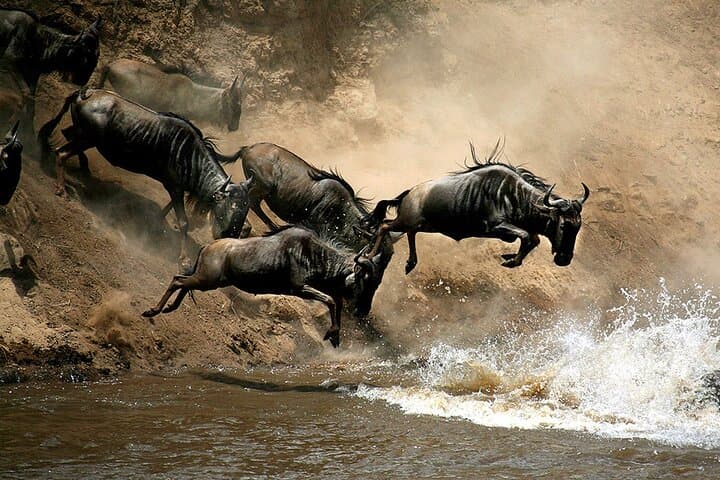 4-Day Masai Mara & Lake Nakuru Safari in a Landcruiser: Big Five Game Drives and Flamingos photo 1