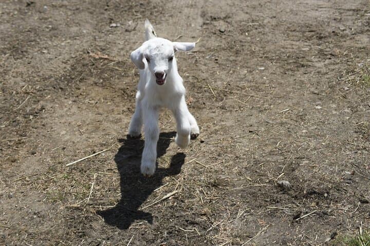 Hands-On Farm Experience in the Adirondacks: Pick Produce, Feed Pigs & Groom Goats