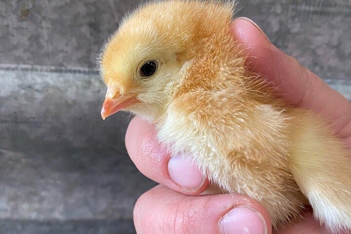 Adirondacks Farm Tour: 1-Hour Guided Visit to a Regenerative Farm near Lake Placid photo 3