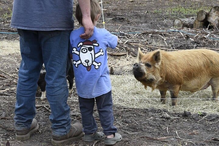 Hands-On Farm Experience in the Adirondacks: Pick Produce, Feed Pigs & Groom Goats photo 2