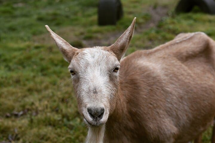 Hands-On Farm Experience in the Adirondacks: Pick Produce, Feed Pigs & Groom Goats photo 5