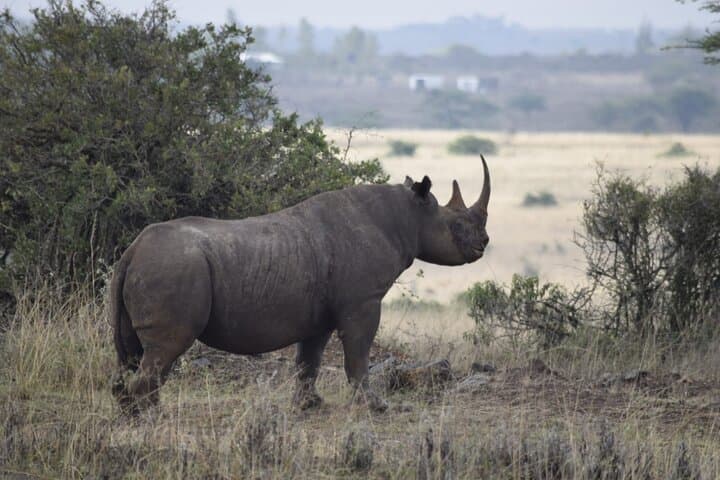 7-Day Kenya Safari: Masai Mara, Lake Nakuru & Amboseli Adventure photo 2