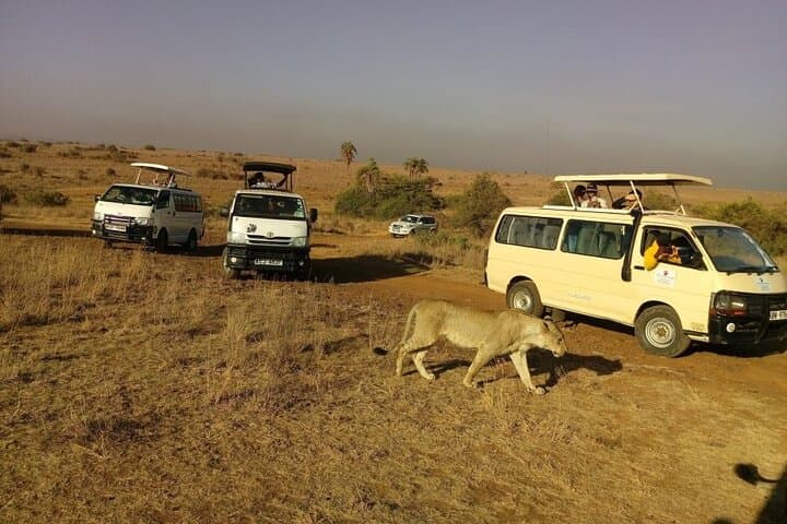 7-Day Kenya Safari: Masai Mara, Lake Nakuru & Amboseli Adventure photo 6