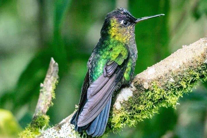 Monteverde Canopy Experience — Hanging Bridges, Sloth Sanctuary & Butterfly Garden photo 6