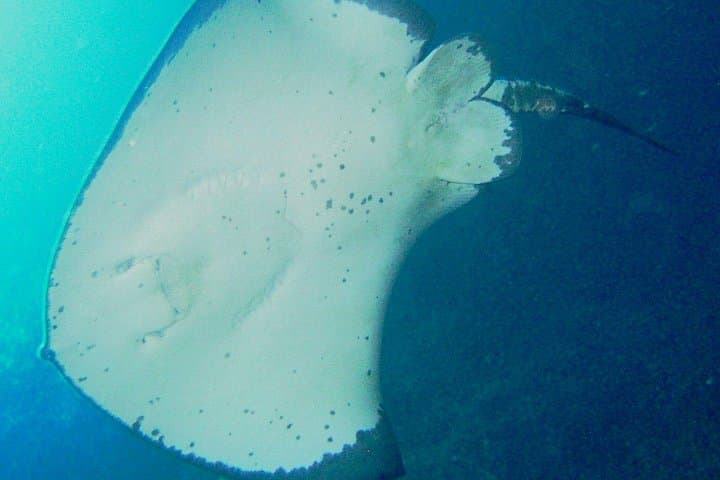 Cathedral Cove Snorkel Boat Trips from Hahei - Marine Reserve Snorkeling photo 3