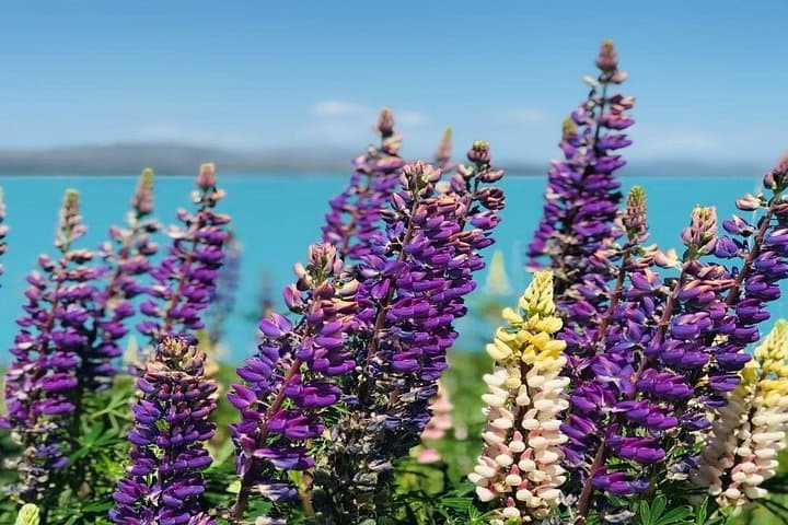Queenstown to Lake Tekapo via Mt Cook: Small-Group Scenic One-Way Tour photo 2