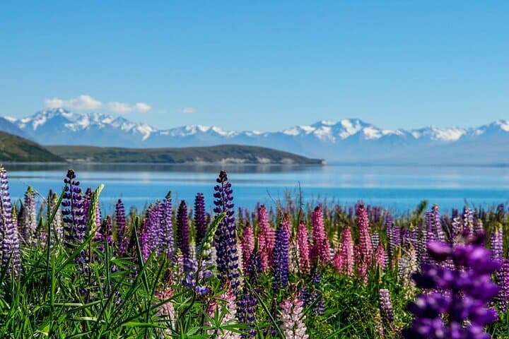 Tekapo to Aoraki: Small-Group One-Way Drive via Lake Pukaki photo 3