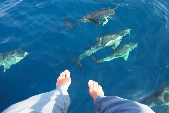 Private Sailing from Estepona: 4-Hour Dolphin-Search & Coastal Cruise photo 4