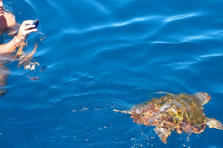 Private Sailing from Estepona: 4-Hour Dolphin-Search & Coastal Cruise photo 6