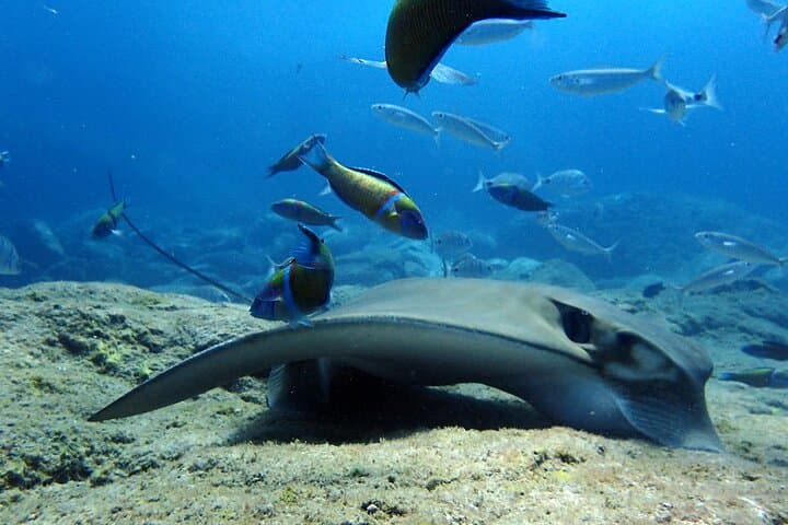 Scuba Diving Tenerife: 2 Guided Boat Dives from Costa Adeje