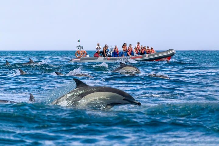 Albufeira Private Dolphin & Benagil Caves RIB Tour — 2.5-Hour Wildlife Cruise photo 2
