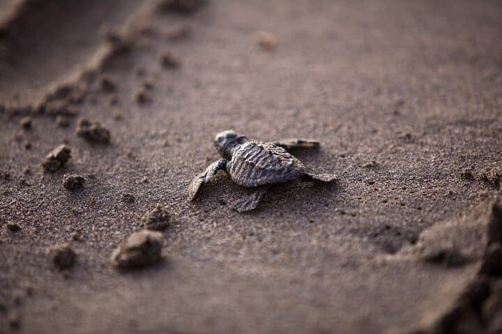 Wadi Shab Canyons and Ras Al Jinz Turtles: A 2-Day Oman Coast Adventure photo 2