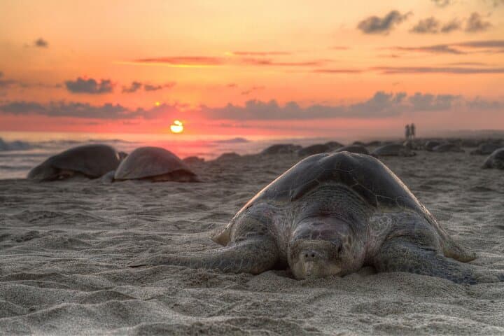 Wadi Shab Canyons and Ras Al Jinz Turtles: A 2-Day Oman Coast Adventure photo 4