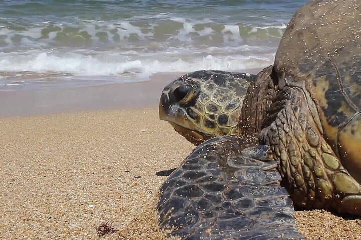 Wadi Shab Canyons and Ras Al Jinz Turtles: A 2-Day Oman Coast Adventure