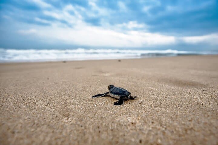 Wadi Shab Canyons and Ras Al Jinz Turtles: A 2-Day Oman Coast Adventure photo 5