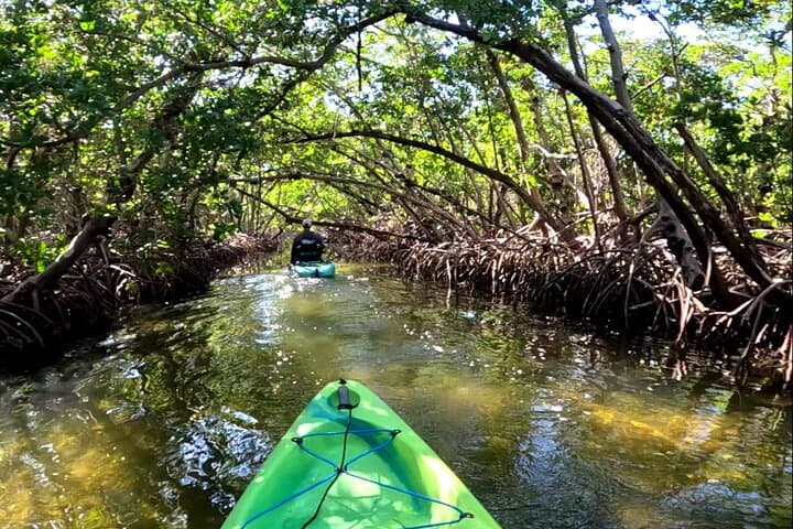 Pedal Kayak Mangrove Tunnel Tour in Terra Ceia Bay — Bradenton Eco-Kayaking photo 1