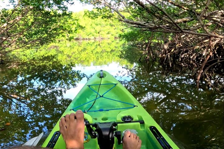 Pedal Kayak Mangrove Tunnel Tour in Terra Ceia Bay — Bradenton Eco-Kayaking photo 2
