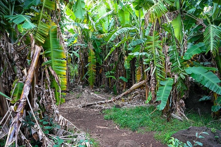 Rapa Nui Half-Day Private Tour: Ahu Akivi, Ana Te Pahu Caves & Puna Pau photo 4