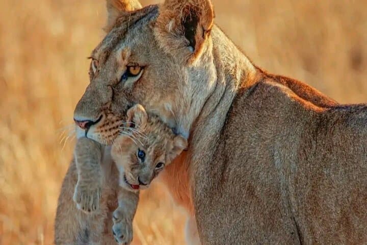 Three-Day Private Safari: Tarangire, Ngorongoro & Lake Manyara photo 3