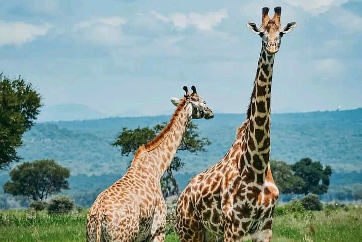 Three-Day Private Safari: Tarangire, Ngorongoro & Lake Manyara photo 4