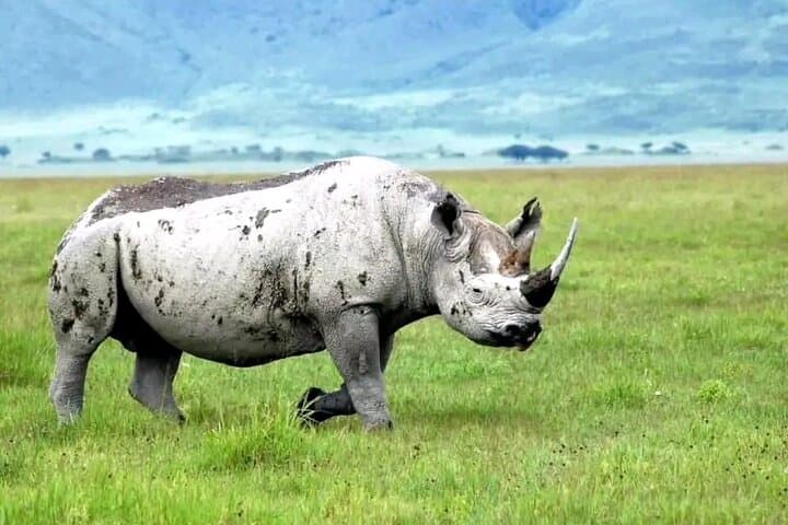 Three-Day Private Safari: Tarangire, Ngorongoro & Lake Manyara photo 6