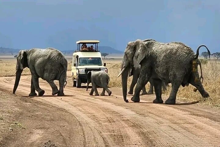 2-Day Selous Safari from Zanzibar: Game Drives & Rufiji River Boat Cruise photo 2