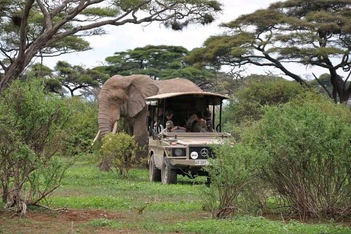 2-Day Selous Safari from Zanzibar: Game Drives & Rufiji River Boat Cruise photo 5