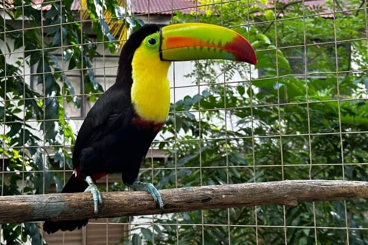 Roatan Horseback and ATV Adventure with Sloth & Monkey Park: Beaches, Jungle Trails, and Wildlife photo 5