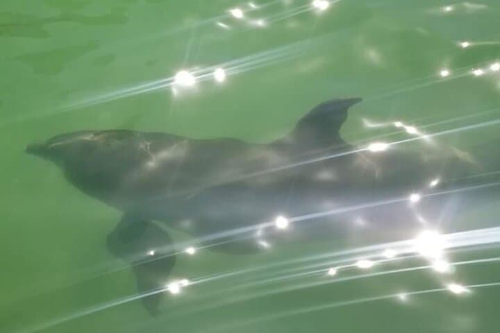 Private Island Eco Tour: Dolphins, Shelling & Birding from Marco Island photo 6