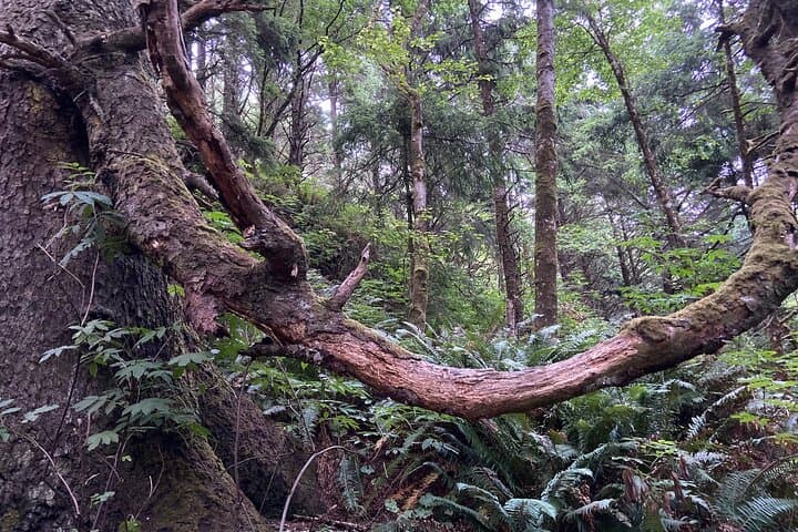 Exploring Cannon Beach: Oregon Coast Hiking and Coastal Rainforest Adventure photo 5