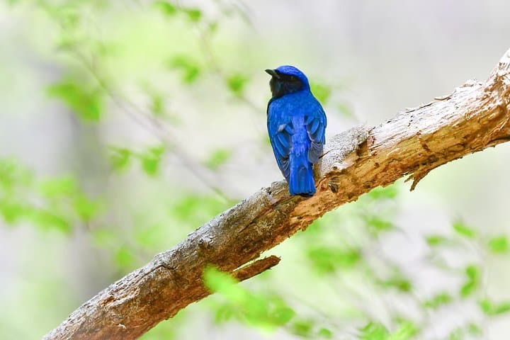 Bird Watching Around Nikko Toshogu Shrine: Senjogahara Plateau Day Tour photo 1