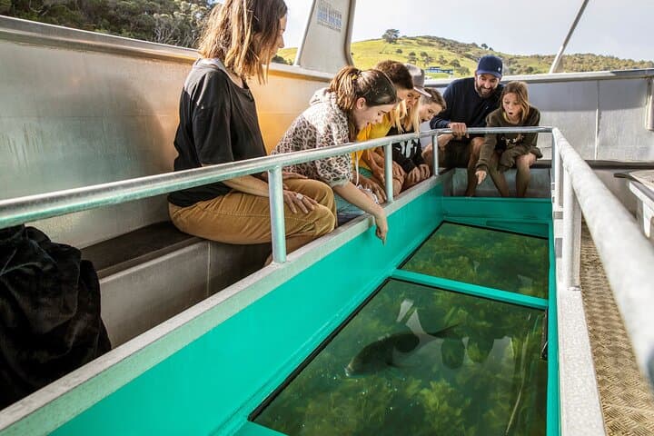 Glass Bottom Boat Tour at Goat Island Marine Reserve — See Auckland’s Undersea Life Without Getting Wet