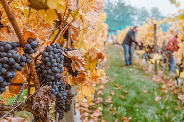 Vienna to Prague Private Transfer with Mikulov Winery Stop photo 4